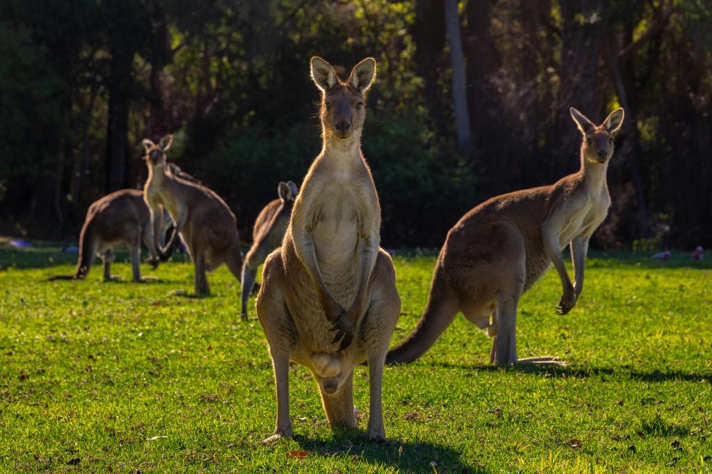 Kangaroos in Australia