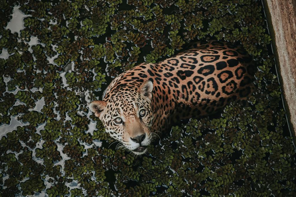 Jaguar swimming in the Amazon River