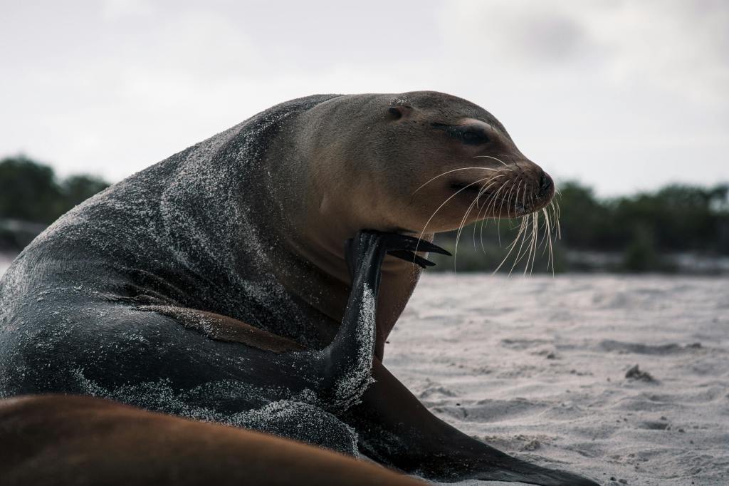 Galapagos Island seal laying in the sand